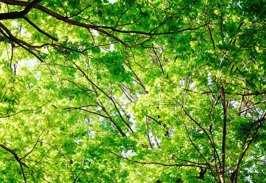 Sunlight through a green tree canopy